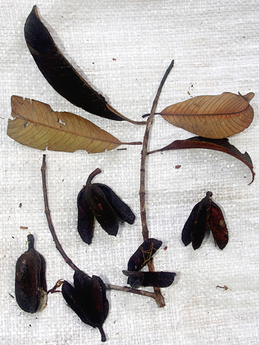 Vochysia vismiifolia