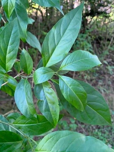 Volkameria glabra — photo