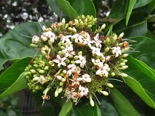 Volkameria glabra
