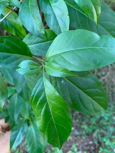 Volkameria glabra — photo
