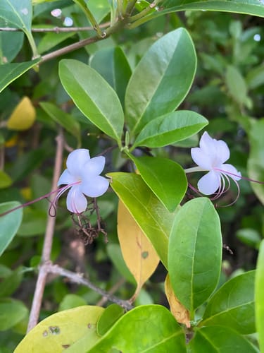 Volkameria inermis (Mangrove clerodendrum) — photo