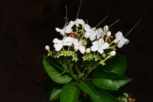 Volkameria ligustrina (Mostle) — photo