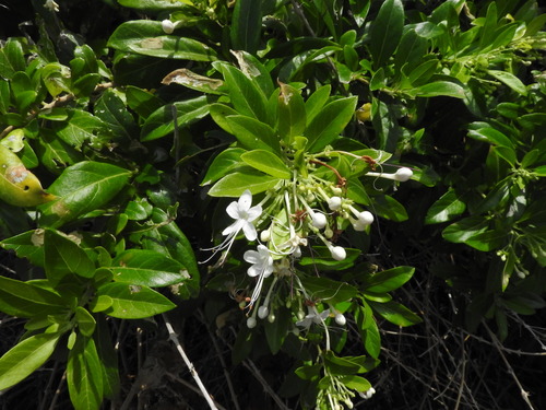 Volkameria ligustrina