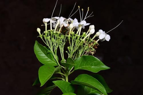 Volkameria ligustrina (Mostle) — photo