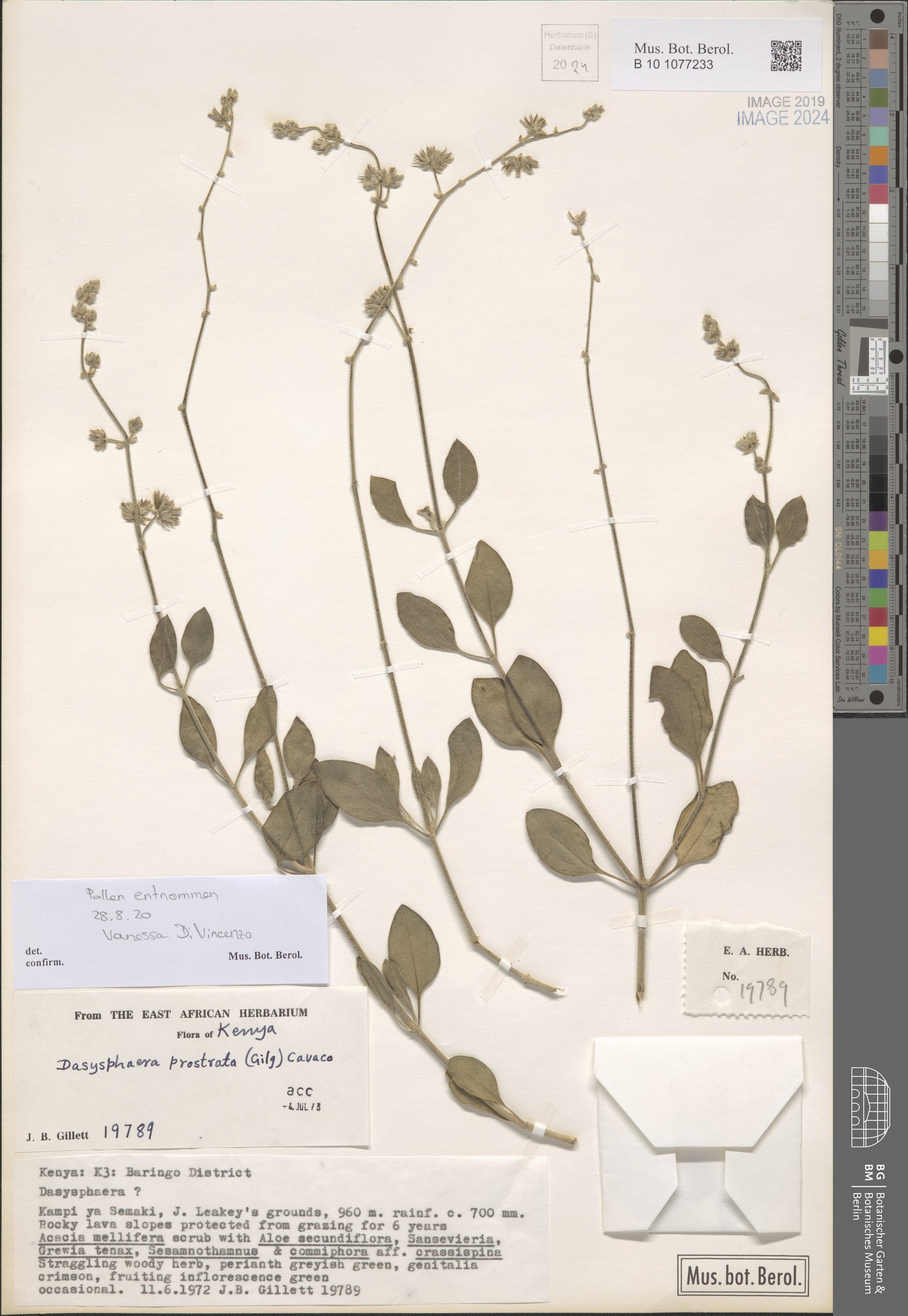 Volkensinia prostrata — photo