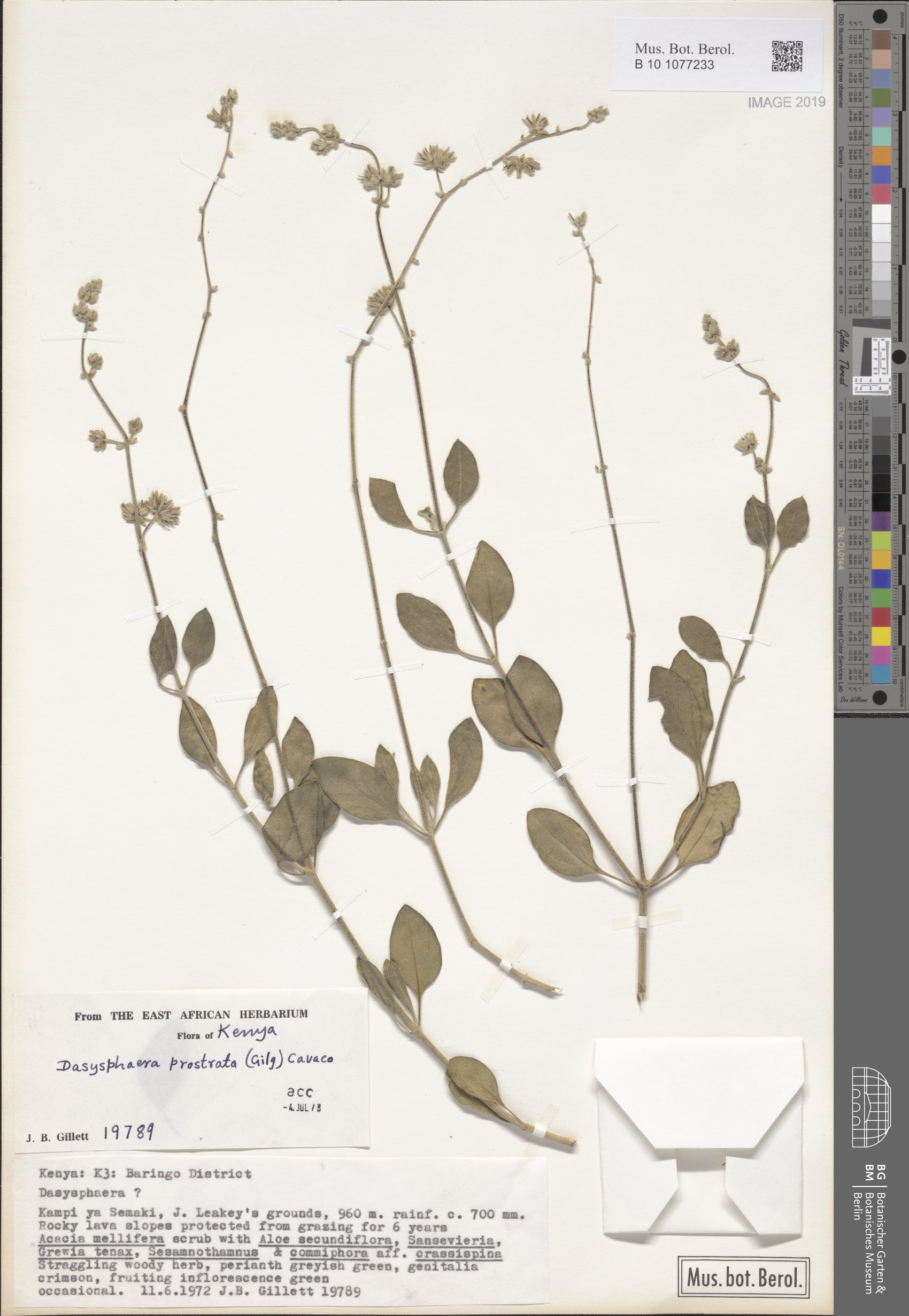 Volkensinia prostrata — photo