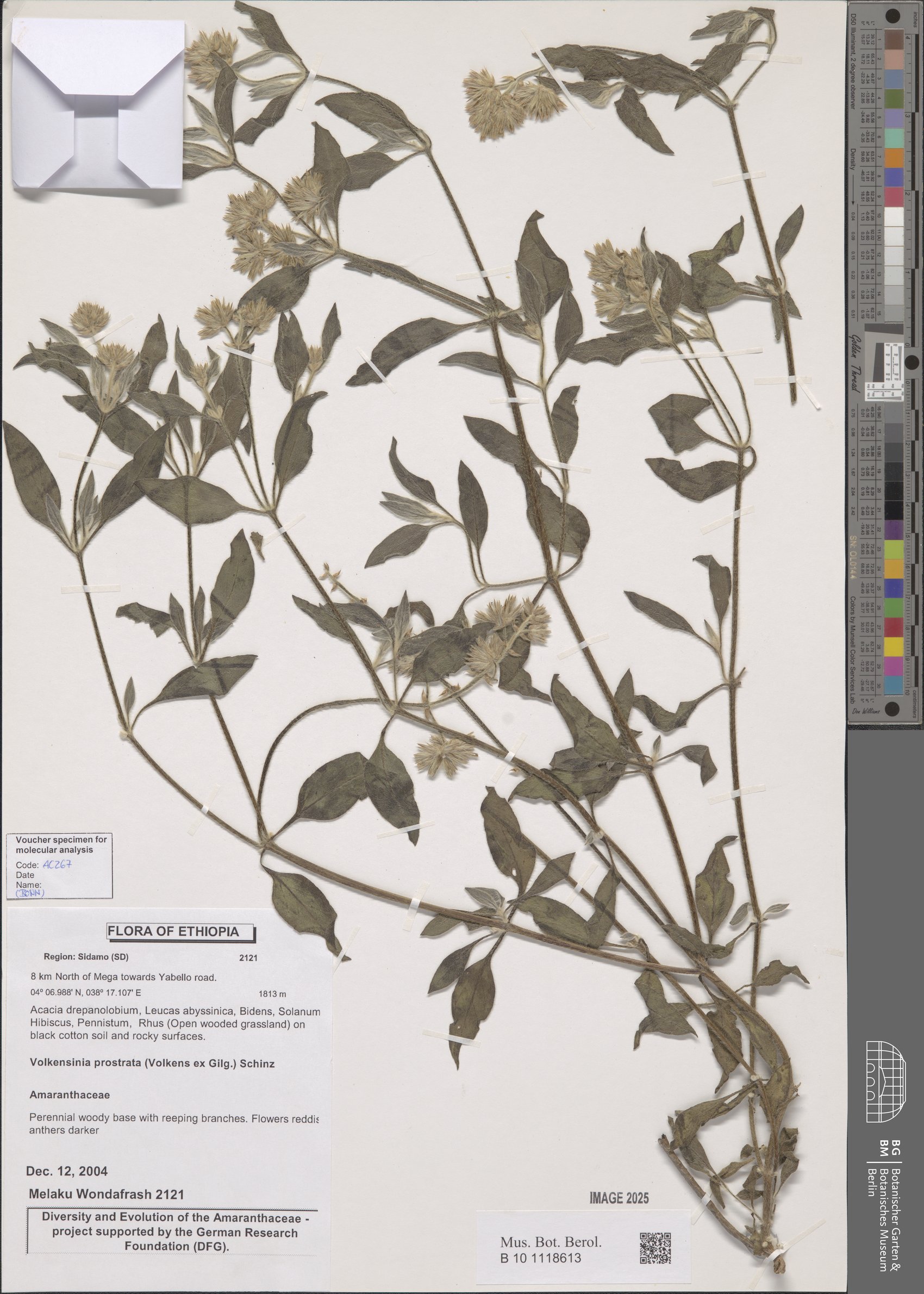 Volkensinia prostrata
