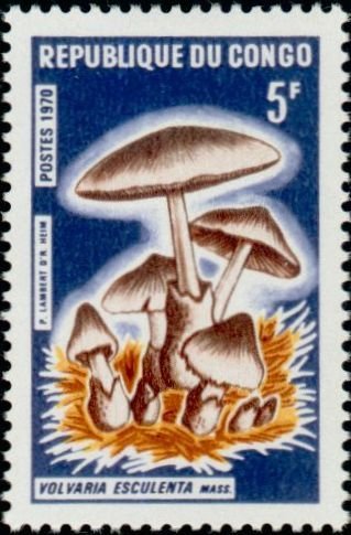 Volvaria esculenta