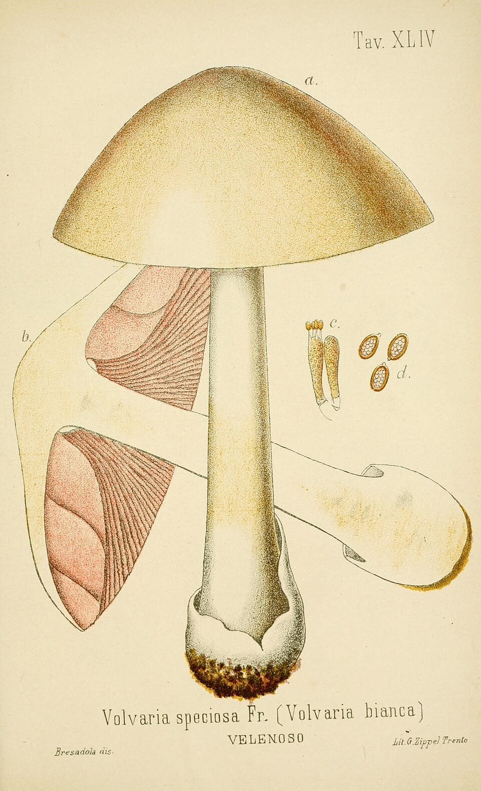 Volvaria speciosa