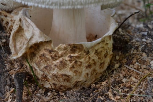 Volvariella bombycina (Silky Agaric) — photo