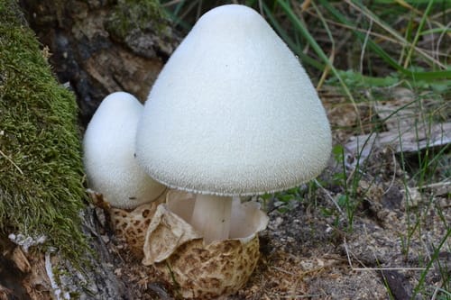 Volvariella bombycina (Silky Agaric) — photo