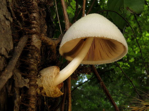 Volvariella bombycina