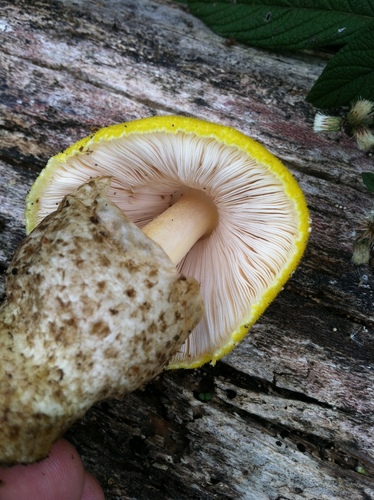Volvariella diplasia