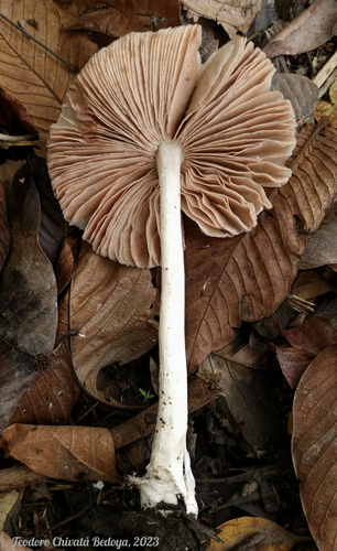 Volvariella earlei — photo