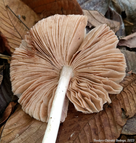 Volvariella earlei