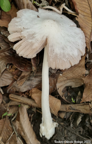 Volvariella earlei — photo