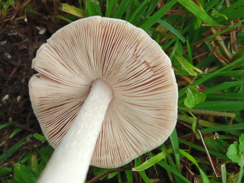 Volvariella gloiocephala — photo