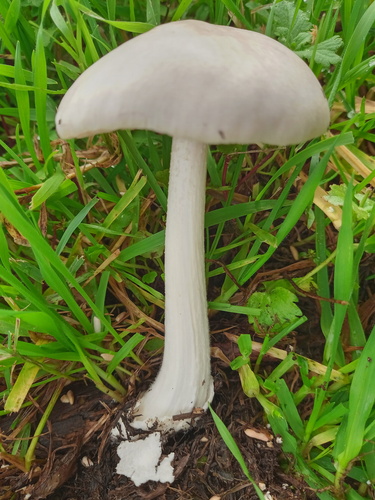 Volvariella speciosa (Pink-spored Grisette) — photo
