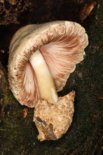 Volvariella volvacea (Chinese mushroom) — photo