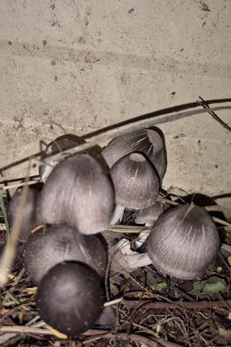 Volvariella volvacea (Chinese mushroom) — photo