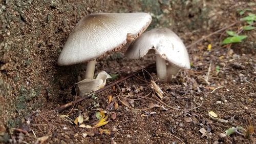 Pluteaceae