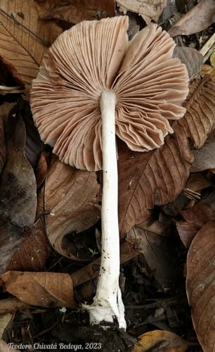 Volvopluteus earlei — photo