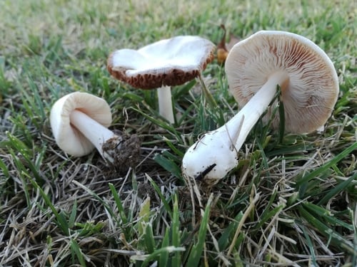Volvopluteus earlei