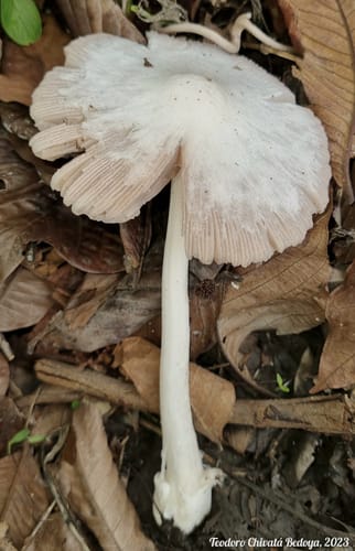 Volvopluteus earlei — photo