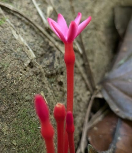 Voyria rosea — photo
