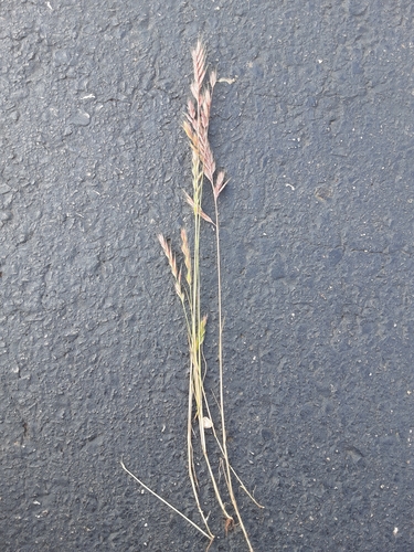 Vulpia octoflora (Sixweeks fescue) — photo