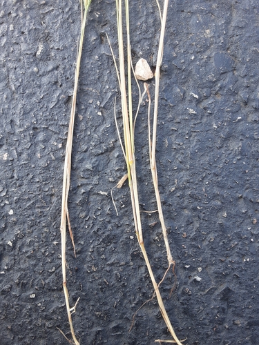 Vulpia octoflora (Sixweeks fescue) — photo