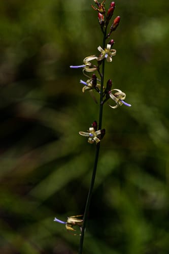Wahlenbergia abyssinica (Cakwa) — photo