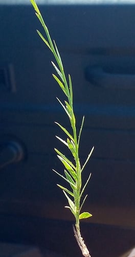 Wahlenbergia abyssinica