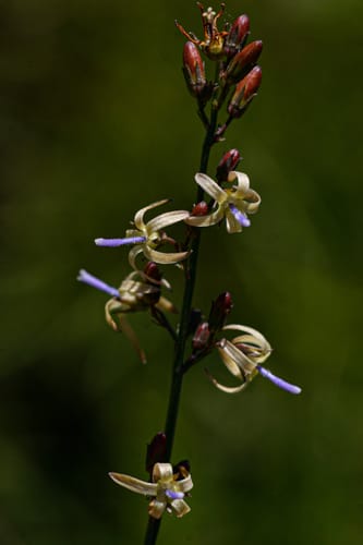 Wahlenbergia abyssinica (Cakwa) — photo
