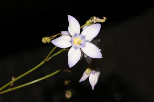 Wahlenbergia androsacea (Hare-bell) — photo