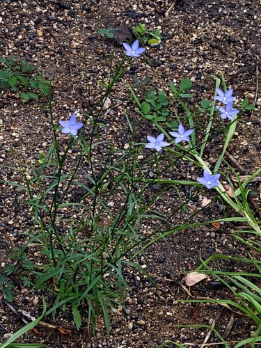 Wahlenbergia capillaris (Tufted bluebell) — photo