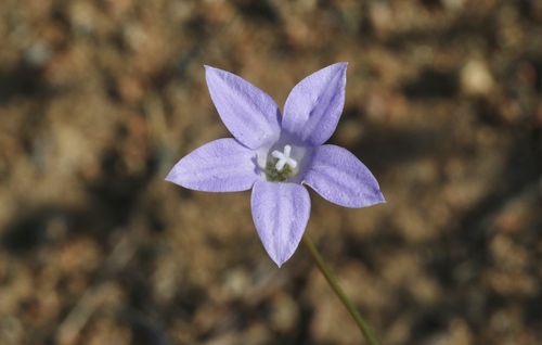 Wahlenbergia capillaris (Tufted bluebell) — photo