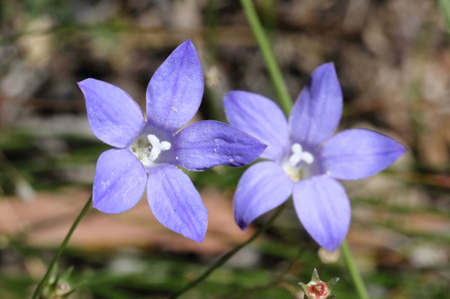 Wahlenbergia capillaris