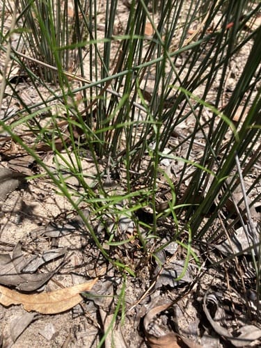 Wahlenbergia gracilis (Australian Bluebell) — photo