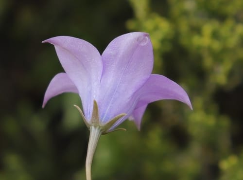 Wahlenbergia krebsii (Bell-flower) — photo