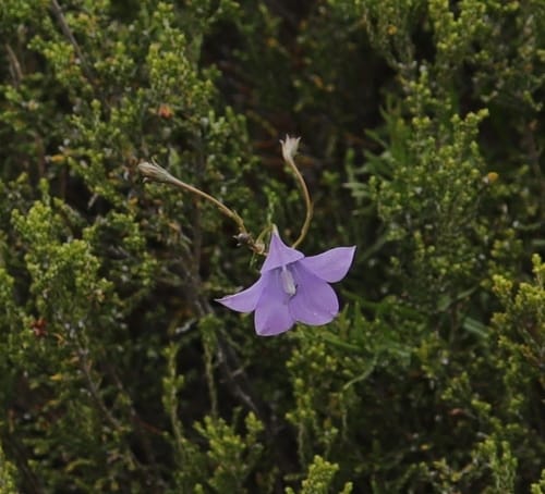 Wahlenbergia krebsii (Bell-flower) — photo