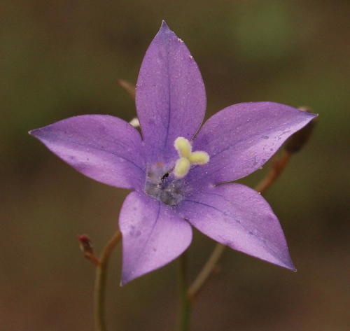 Wahlenbergia krebsii