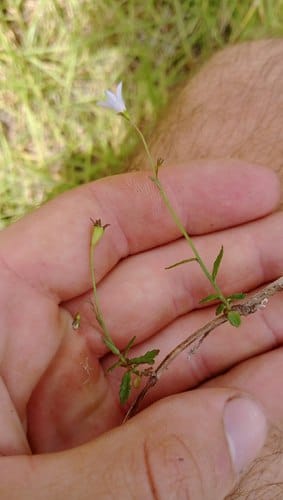 Wahlenbergia littoricola — photo