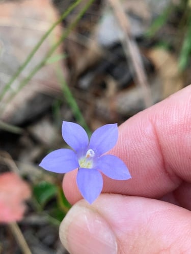 Wahlenbergia littoricola