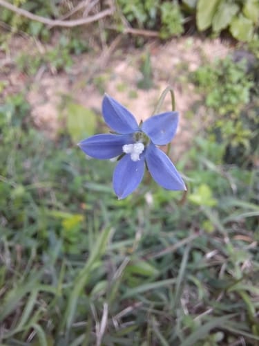 Wahlenbergia marginata (Bluebell) — photo