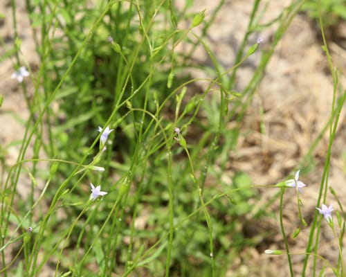Wahlenbergia marginata (Bluebell) — photo
