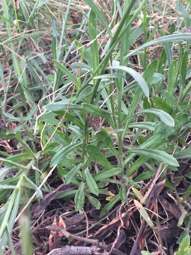 Wahlenbergia multicaulis (Tadgell's bluebell) — photo