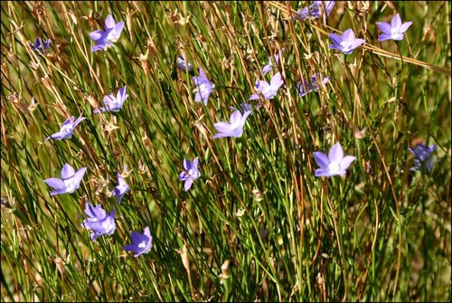 Wahlenbergia multicaulis (Tadgell's bluebell) — photo