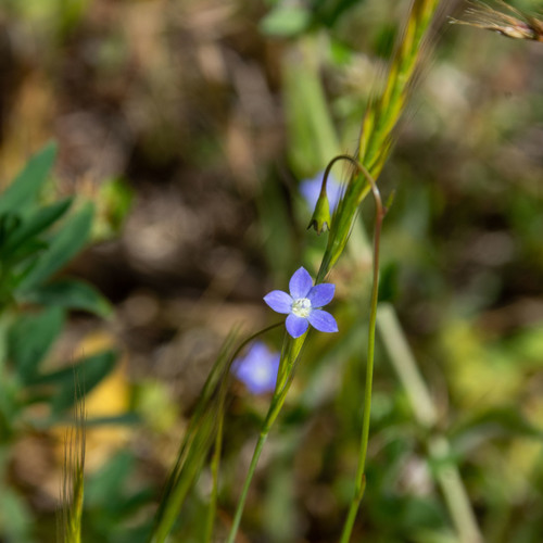 Wahlenbergia multicaulis
