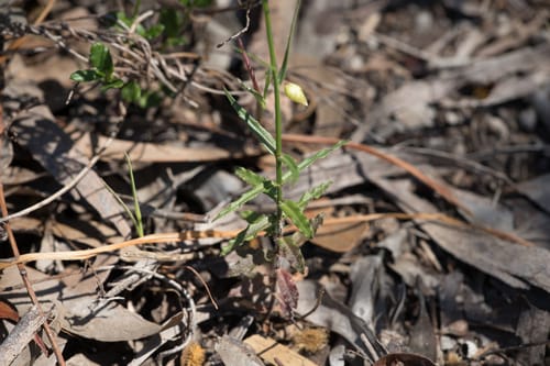 Wahlenbergia stricta (Australian bluebell) — photo